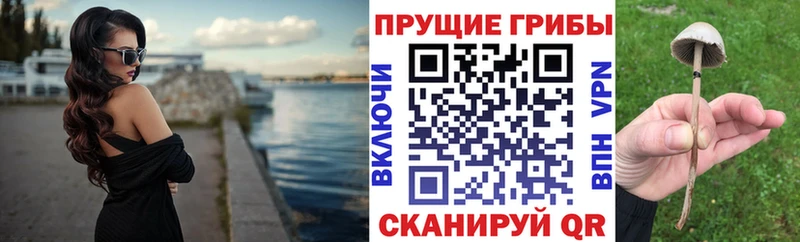 хочу наркоту  Богородск  Галлюциногенные грибы Cubensis 